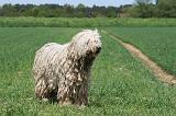 KOMONDOR 017